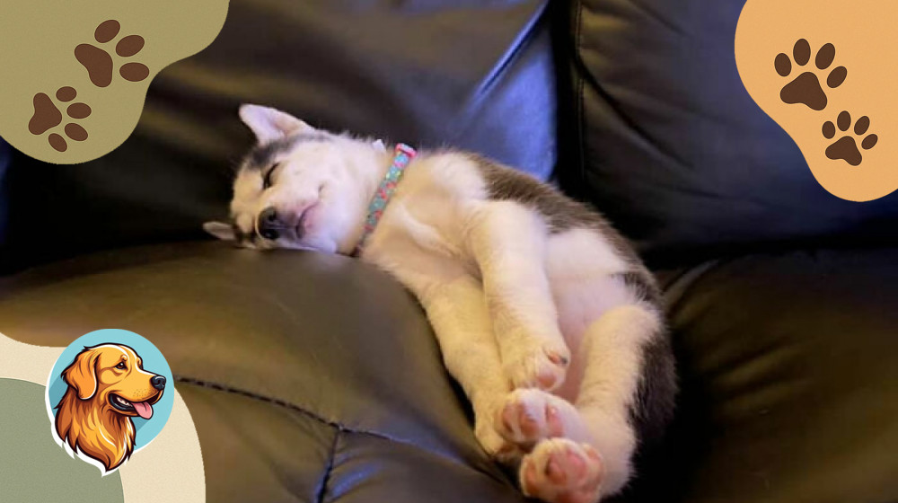 Эти спящие звери заставят вас хохотать до слез