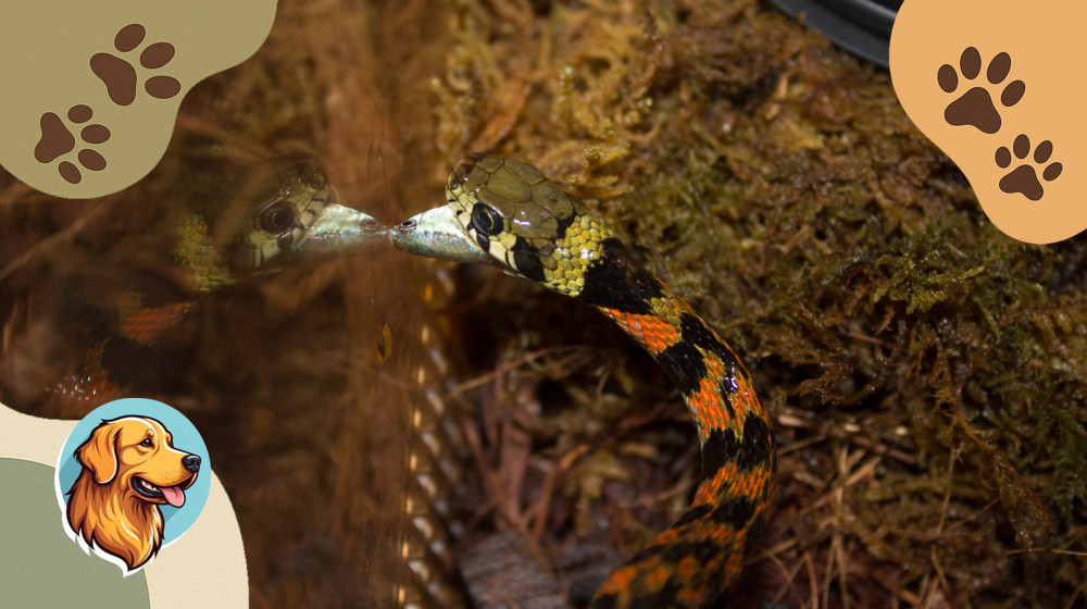 Змеи не такие страшные как о них говорят