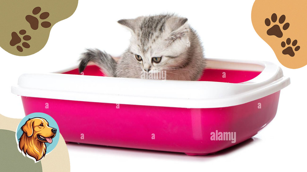 Секретный метод приучить котенка к лотку за 3 дня