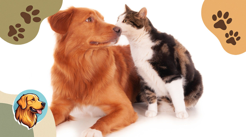 Секреты идеального соседства собаки и кошки под одной крышей