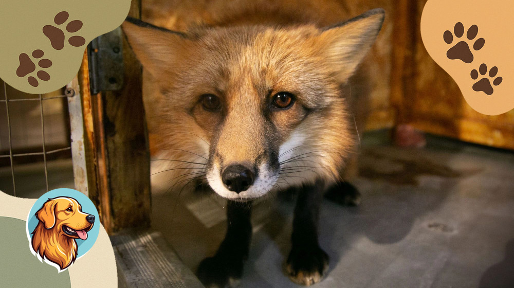 Лиса в Подмосковье — как вести себя при неожиданной встрече