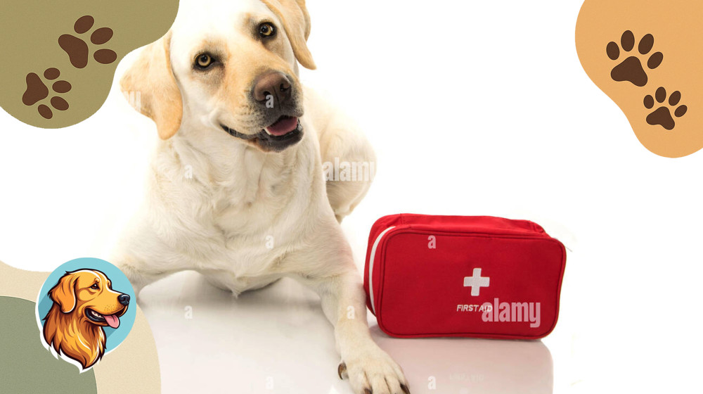 5 Экстренных Действий Если Ваш Питомец В Опасности