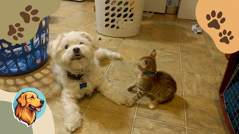 Эти видео с животными взорвали интернет в 2025