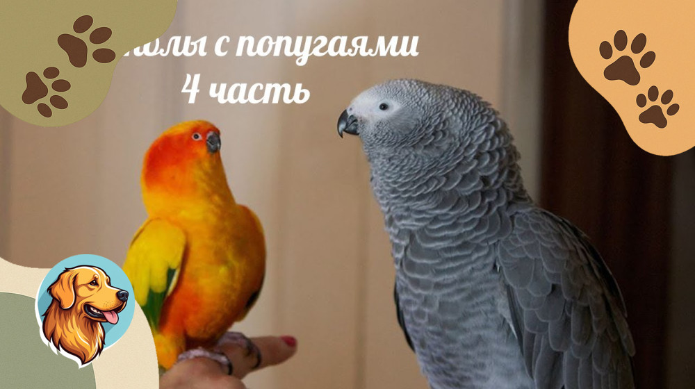 Ваш попугай заговорит через 30 дней если делать эти 5 шагов