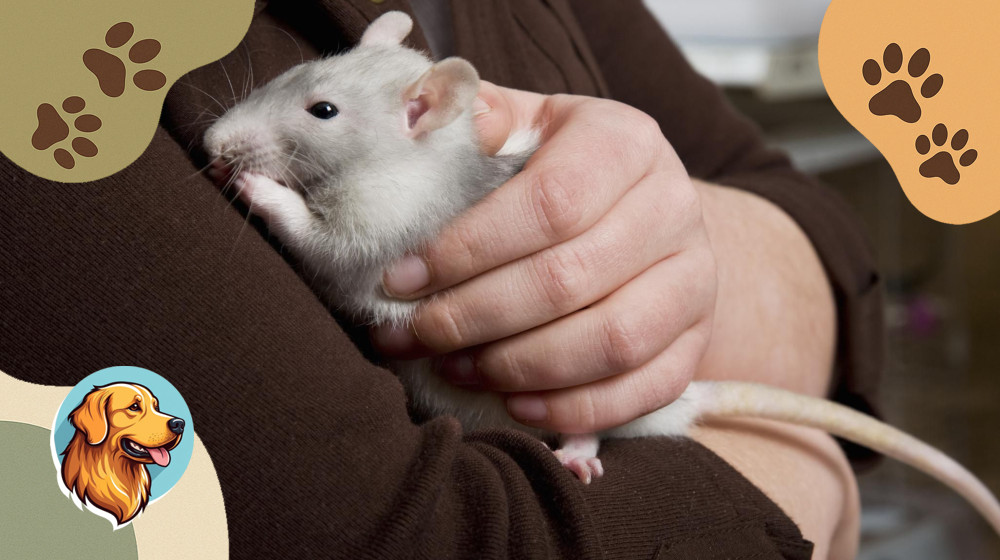 Крысы умнее собак и чище кошек – правда или вымысел