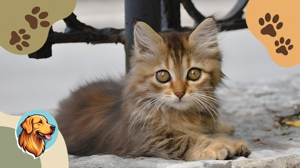 Маленький полосатый боец выжил на улице и нашел дом