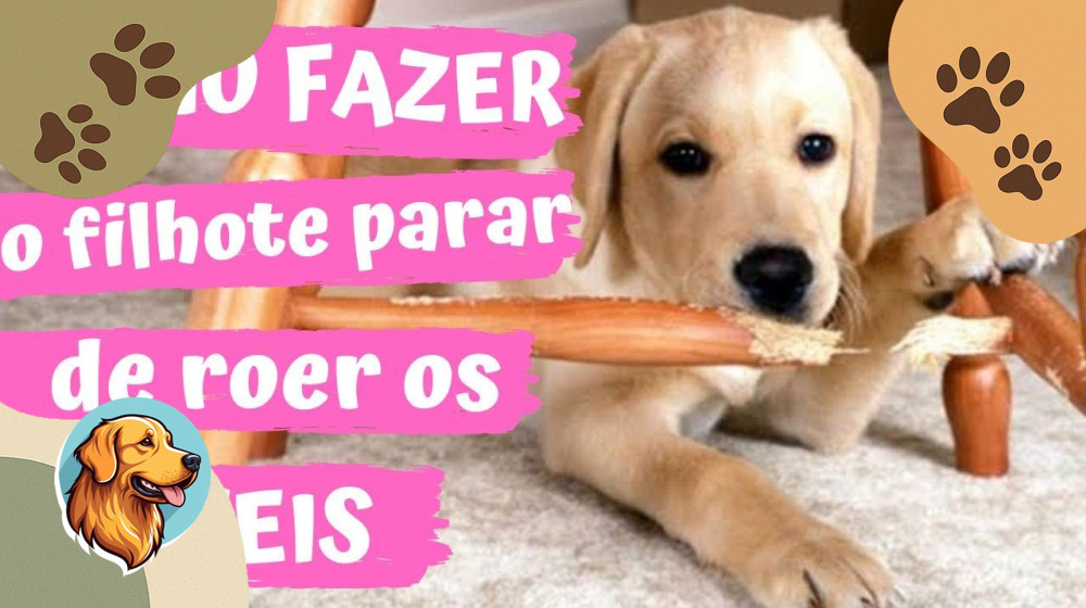 Щенок уничтожает диван? Вот как остановить хаос за 7 дней