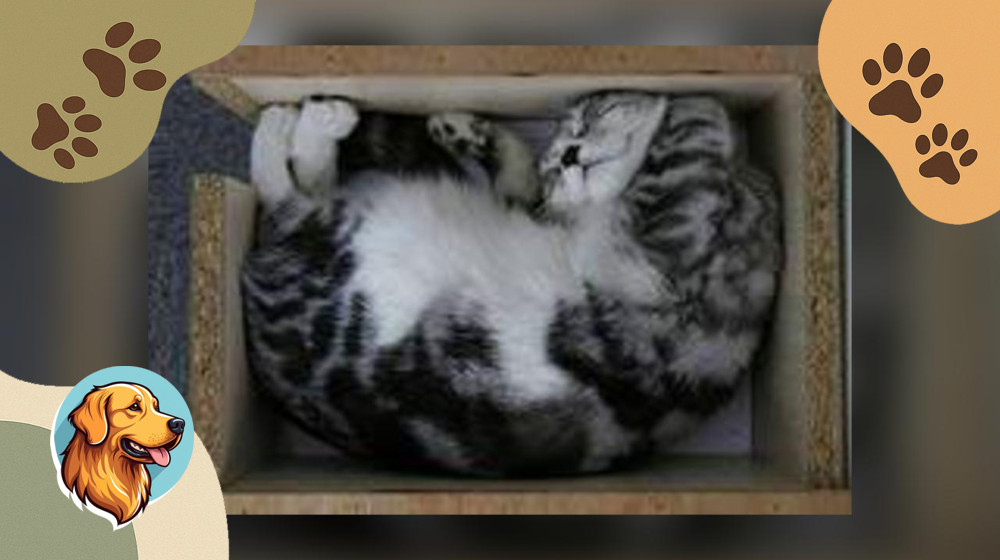 Тайная жизнь кошек и их одержимость коробками раскрыта