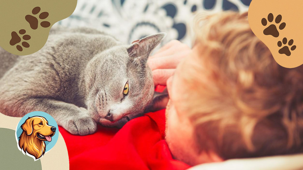 Тайный смысл сна кошки у ваших ног раскрыт