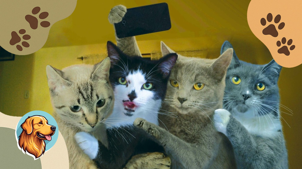 Эти коты разорвали интернет своими выходками