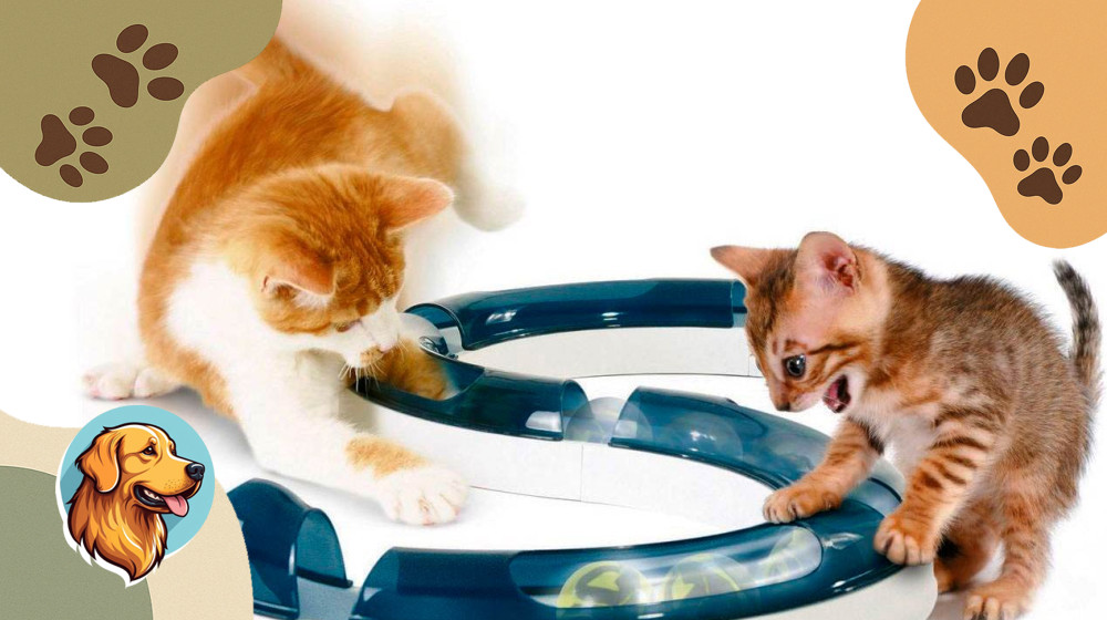 10 Способов Развлечь Кошку Или Собаку В Четырех Стенах