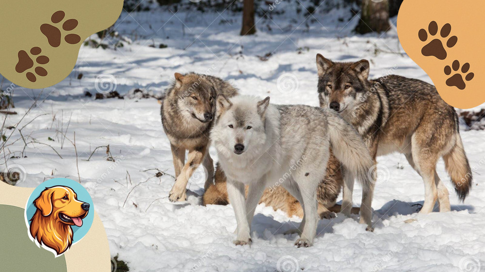 Волки не съедят вас заживо и еще 5 мифов, в которые все верят