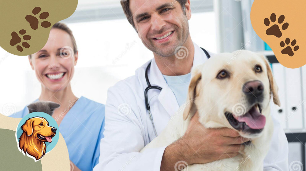 Как найти ветеринара мечты и не потратить все сбережения