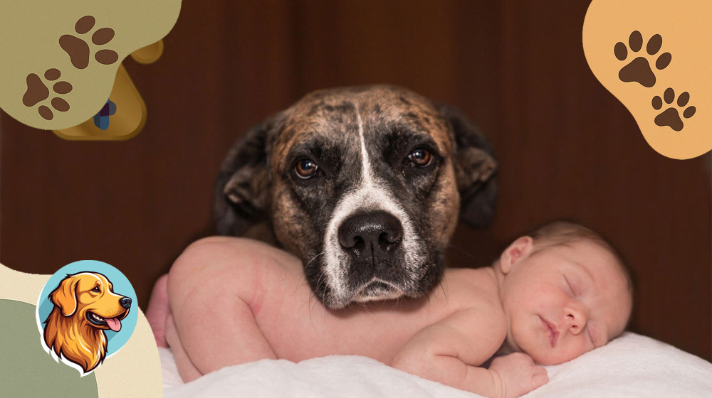 Ваша собака не готова к ребенку Вот как это исправить