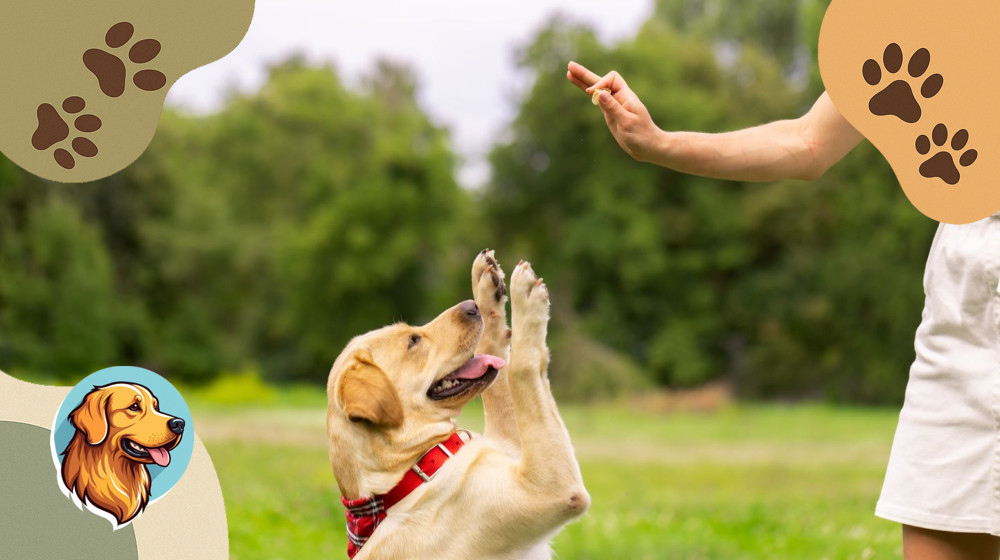 Ваша собака говорит с вами телом – вот как расшифровать ее сигналы
