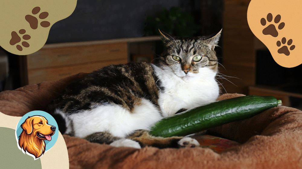 Кошки впадают в панику от огурцов и вот почему