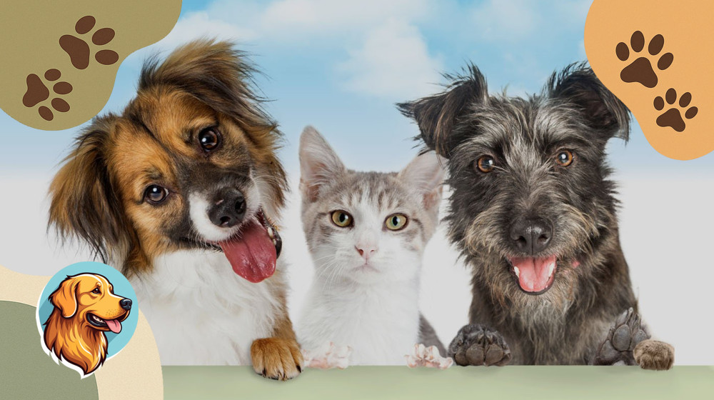 10 Секретов Выбора Идеального Котенка или Щенка