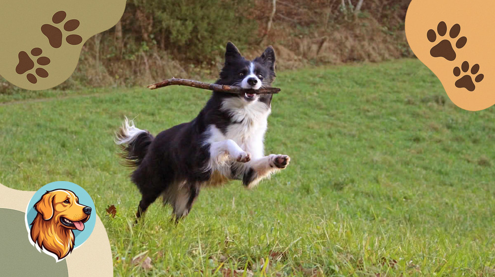 Эти 10 пород собак умнее многих людей