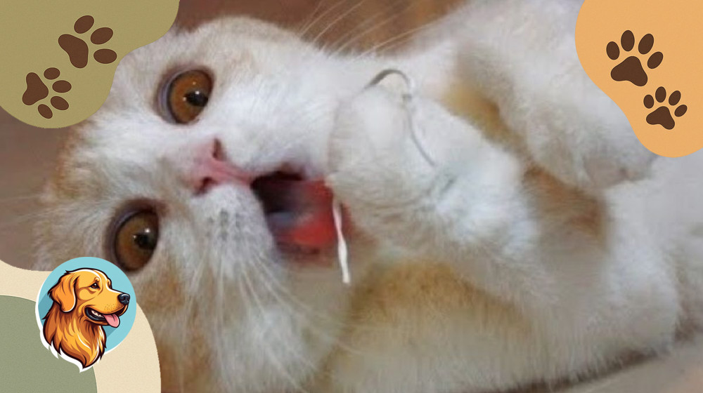 Эти коты заставят вас рыдать от смеха