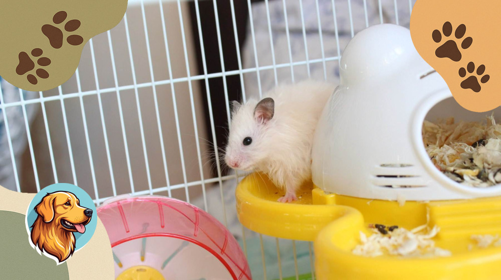 Маленькие питомцы — большая ответственность. Как не навредить хомячку, рыбке или попугаю