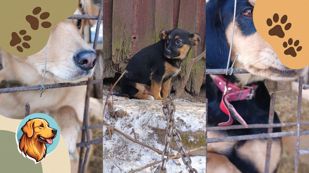 Невероятные возвращения питомцев спустя годы пропажи