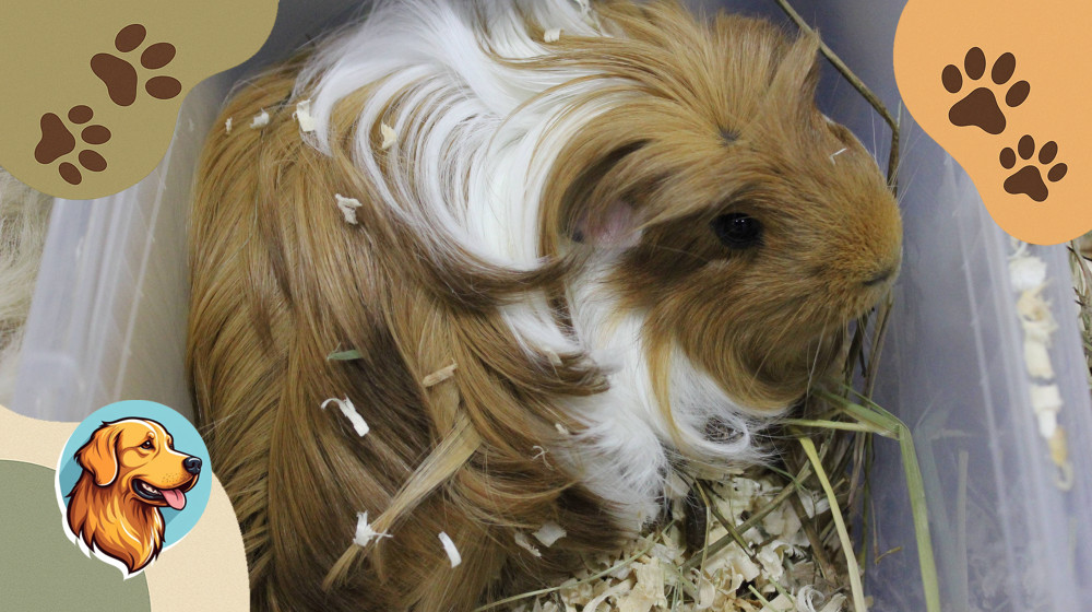 Эти ошибки в уходе за морской свинкой могут стоить ей жизни