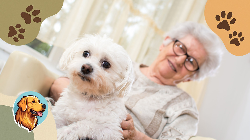 7 Секретов Ухода За Пожилой Кошкой Или Собакой, Которые Продлят Их Жизнь